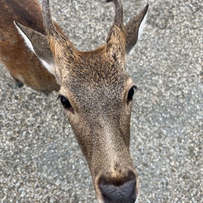 Immer auf der Suche nach Keksen